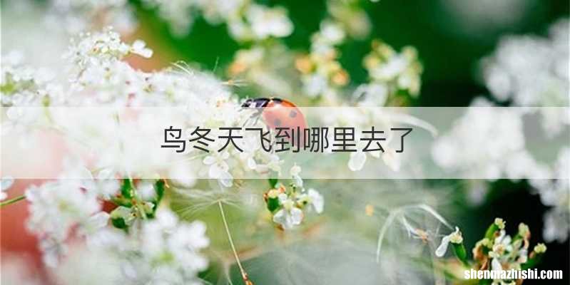 鸟冬天飞到哪里去了