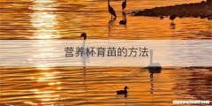 营养杯育苗的方法