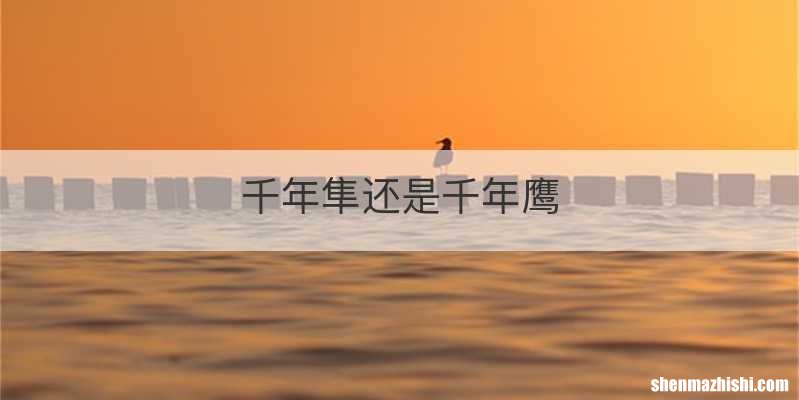 千年隼还是千年鹰