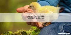 玫红的意思