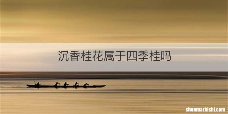 沉香桂花属于四季桂吗