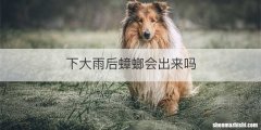 下大雨后蟑螂会出来吗