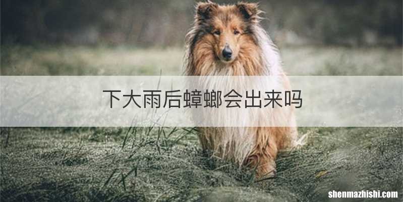 下大雨后蟑螂会出来吗