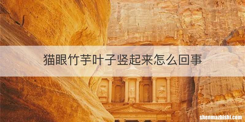猫眼竹芋叶子竖起来怎么回事