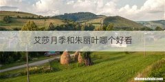 艾莎月季和朱丽叶哪个好看