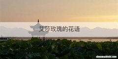 艾莎玫瑰的花语