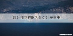 观叶植物猫眼为什么叶子焦干