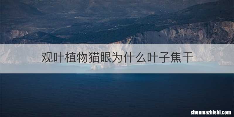 观叶植物猫眼为什么叶子焦干