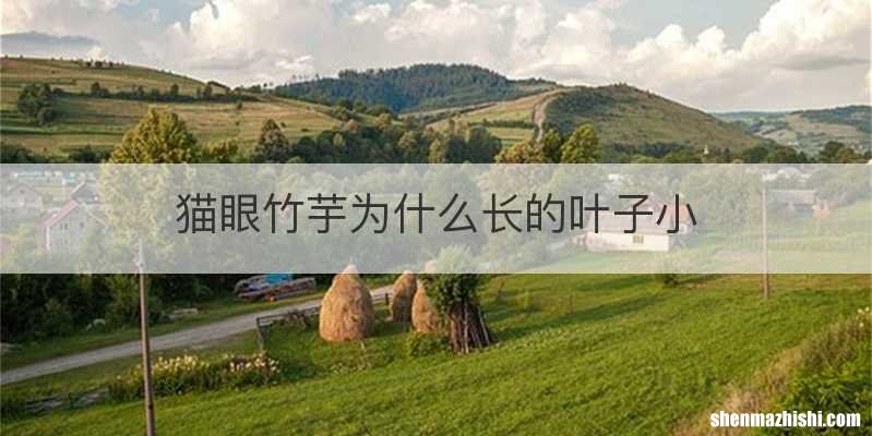 猫眼竹芋为什么长的叶子小