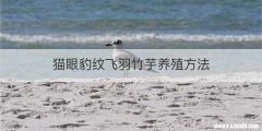 猫眼豹纹飞羽竹芋养殖方法
