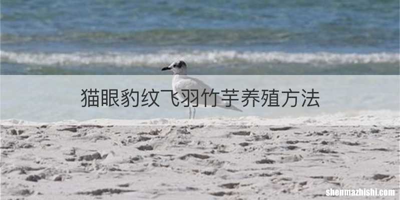 猫眼豹纹飞羽竹芋养殖方法