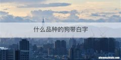 什么品种的狗带白字