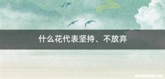 什么花代表坚持、不放弃