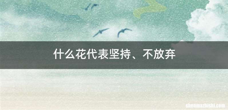 什么花代表坚持、不放弃
