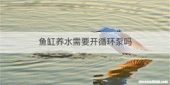鱼缸养水需要开循环泵吗