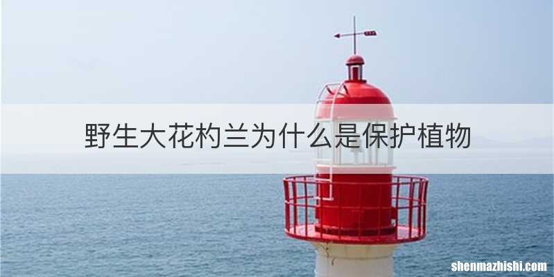 野生大花杓兰为什么是保护植物