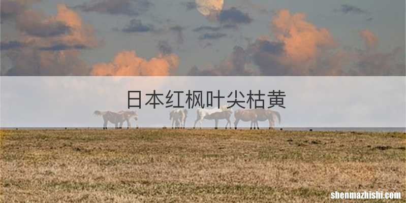 日本红枫叶尖枯黄