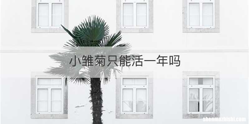 小雏菊只能活一年吗
