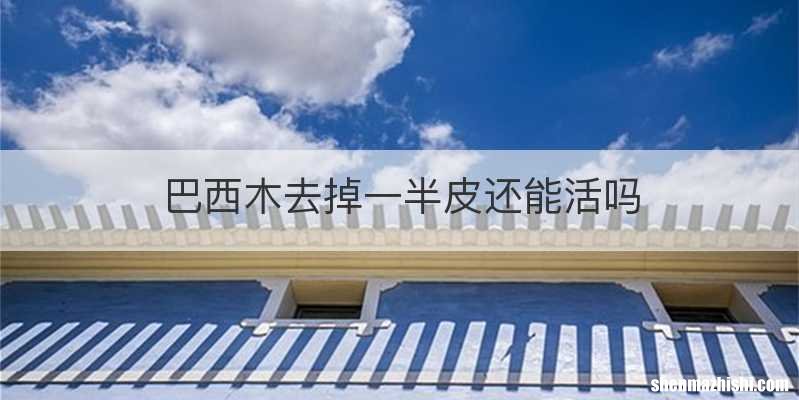 巴西木去掉一半皮还能活吗