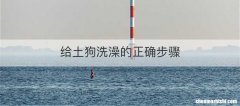 给土狗洗澡的正确步骤