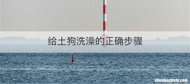 给土狗洗澡的正确步骤