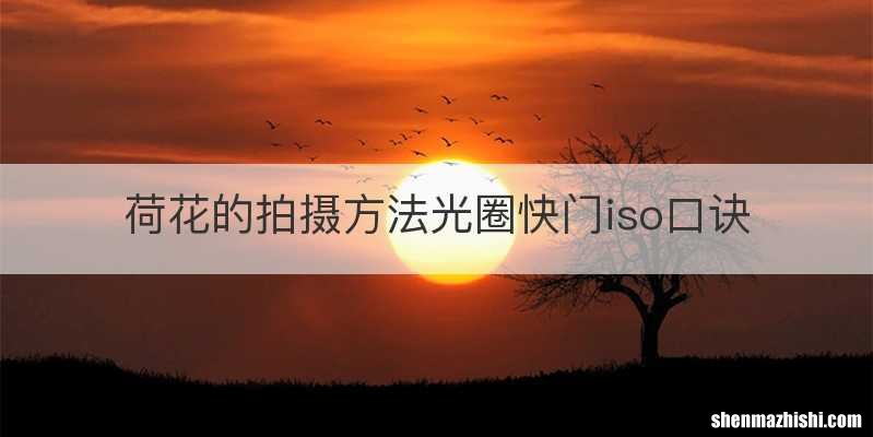 荷花的拍摄方法光圈快门iso口诀