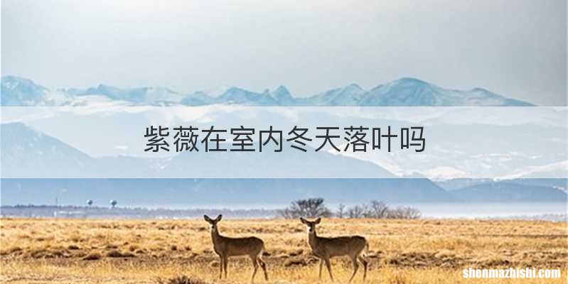 紫薇在室内冬天落叶吗