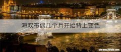 海双布偶几个月开始背上变色