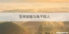 怎样驯服乌龟不咬人
