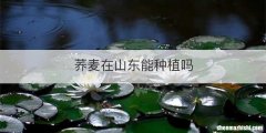 荞麦在山东能种植吗