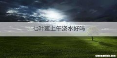 七叶莲上午浇水好吗