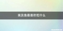 埃及鱼最喜欢吃什么