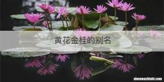 黄花金桂的别名