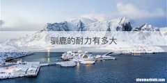 驯鹿的耐力有多大