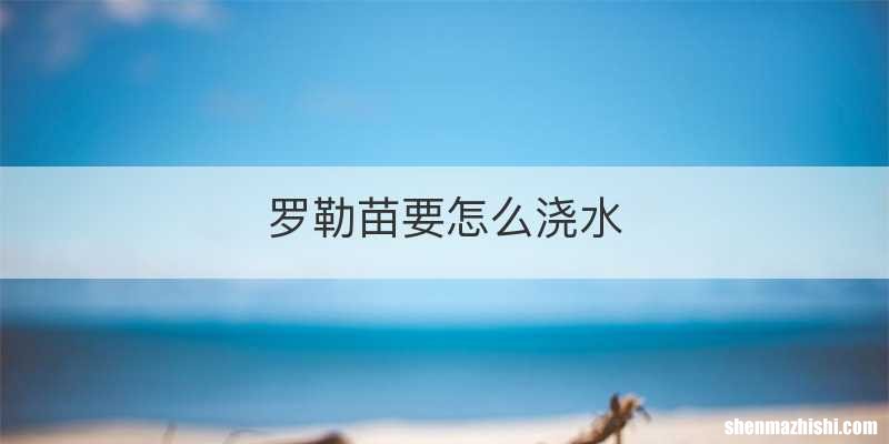 罗勒苗要怎么浇水