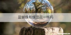 蓝蝴蝶和蝶豆花一样吗