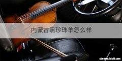 内蒙古黑珍珠羊怎么样
