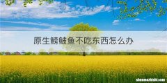 原生鳑鲏鱼不吃东西怎么办