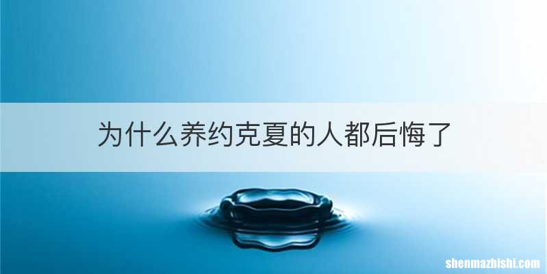 为什么养约克夏的人都后悔了