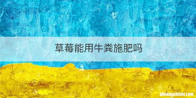 草莓能用牛粪施肥吗