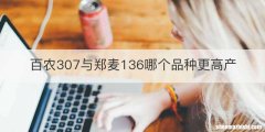 百农307与郑麦136哪个品种更高产