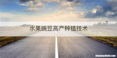 水果豌豆高产种植技术