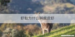 虾蛄为什么叫皮皮虾