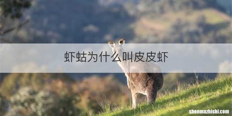 虾蛄为什么叫皮皮虾