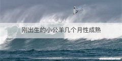 刚出生的小公羊几个月性成熟