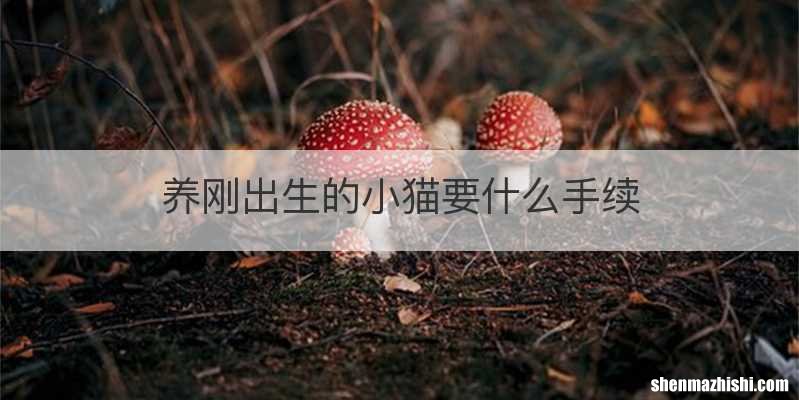 养刚出生的小猫要什么手续