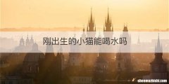 刚出生的小猫能喝水吗
