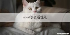 soul怎么看性别