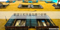 鹤望兰和天堂鸟哪个好养