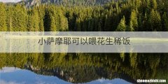 小萨摩耶可以喂花生稀饭
